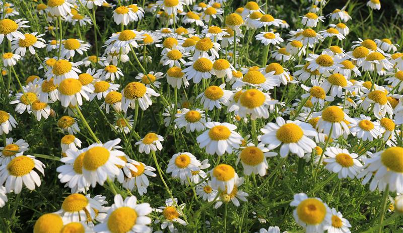 Zioła na katar i gorączkę - muzeum w Ciechanowcu wydało album o roślinach leczniczych