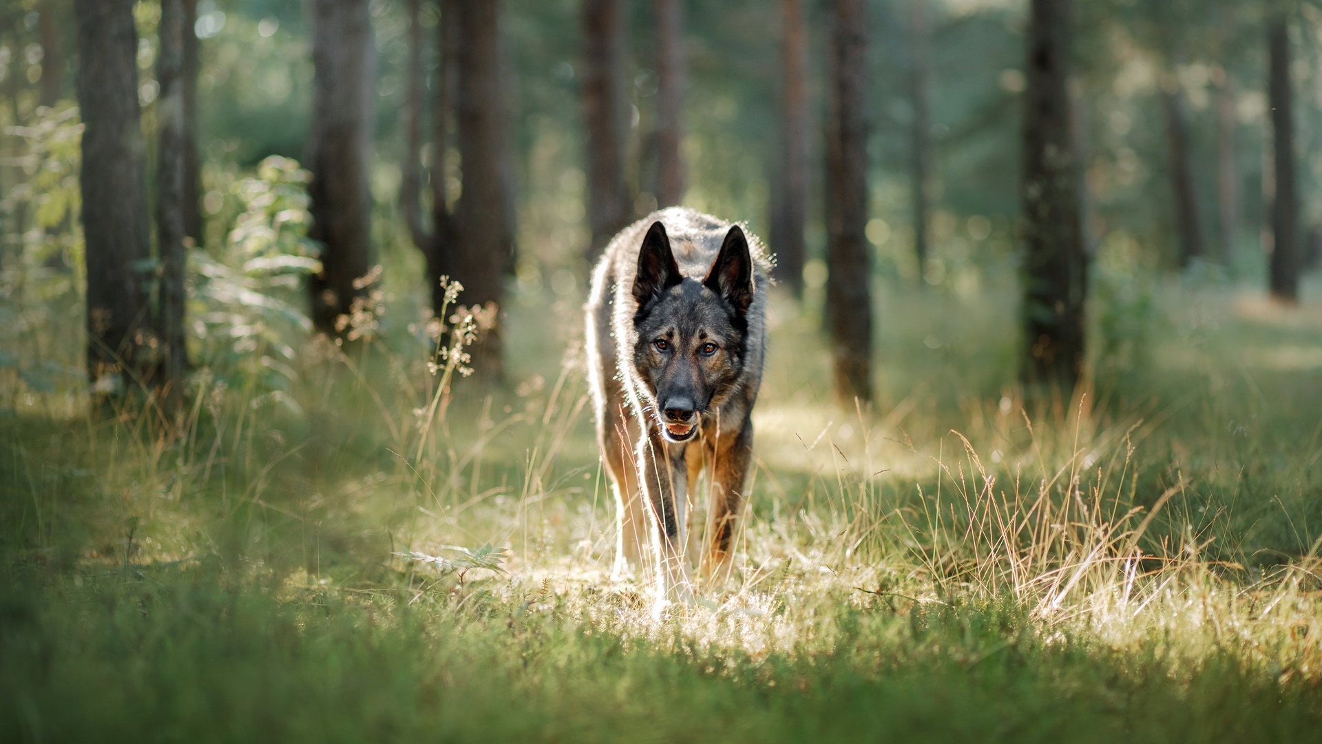 Zwięrzęta zakażają się koronawirusem. Nie ma dowodów, że przenoszą go na ludzi