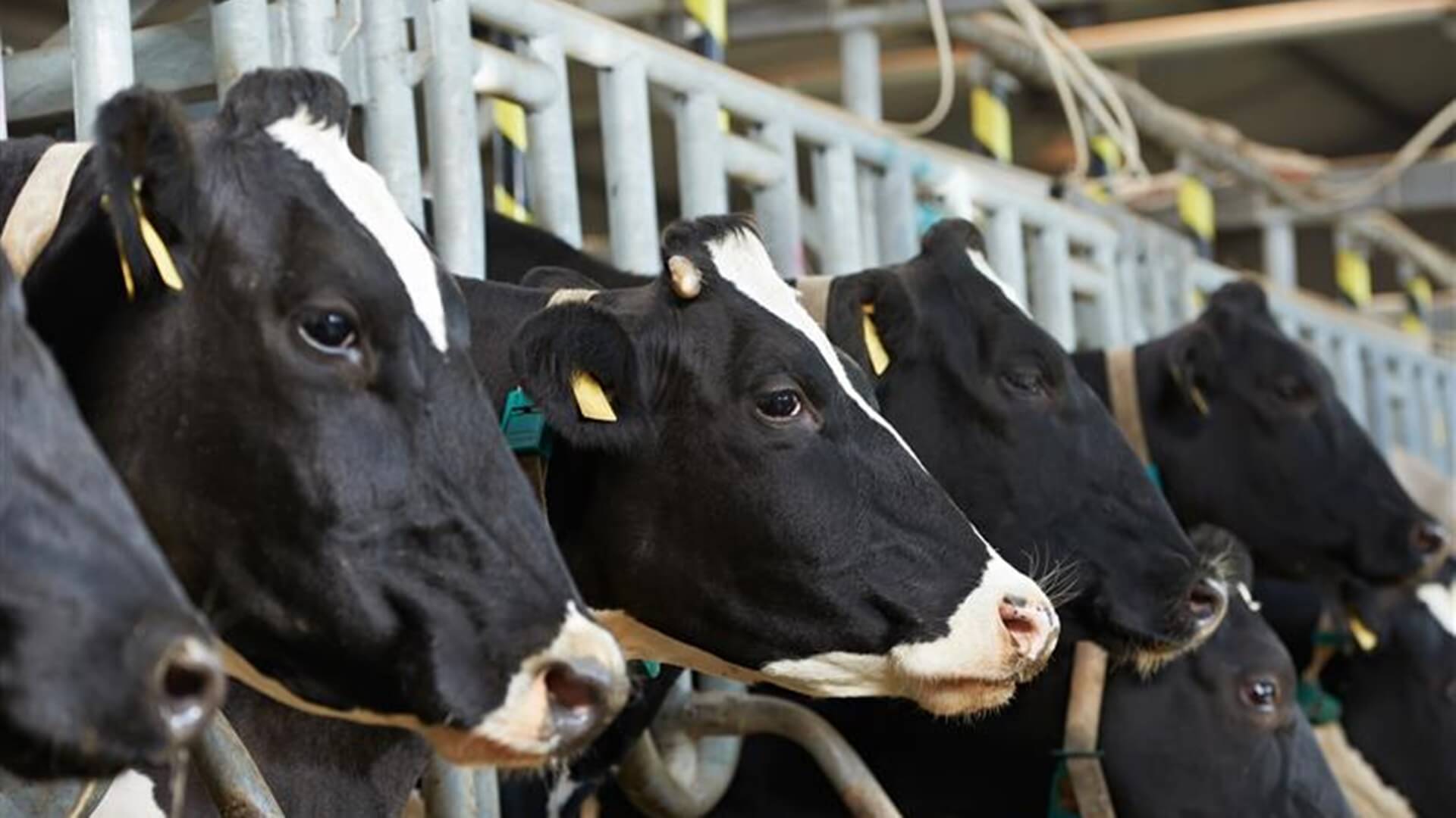 18 krów padło z głodu - ich właścicielka złożyła wyjaśnienia w prokuraturze