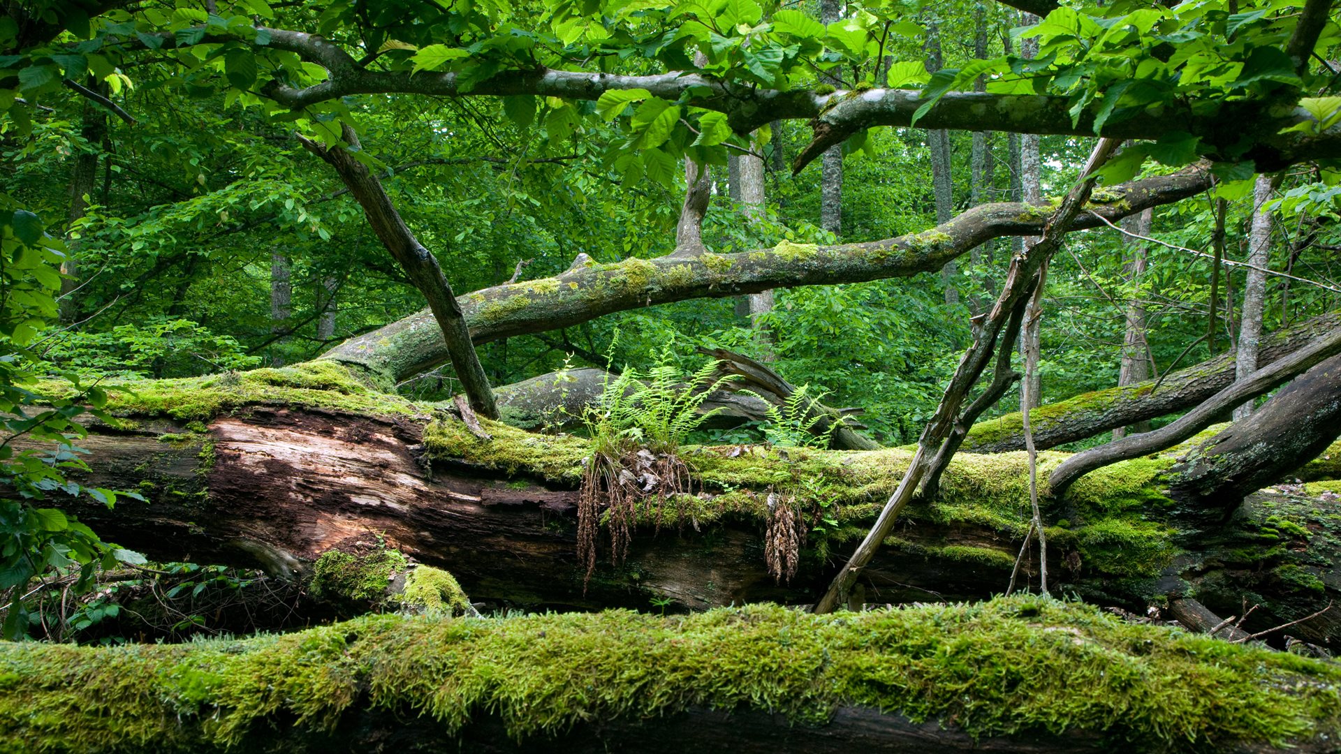 Puszcza Białowieska wyróżniona w zestawieniu magazynu National Geographic