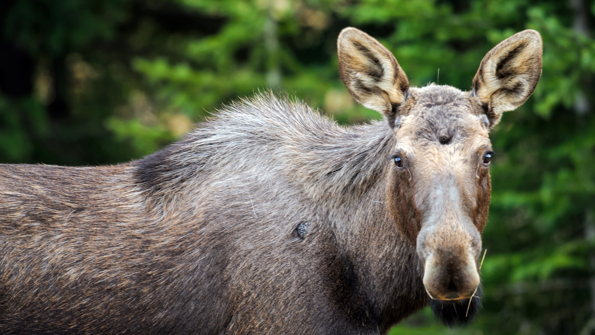 Myśliwy zastrzelił dwa łosie - tłumaczył, że pomylił je z dzikami