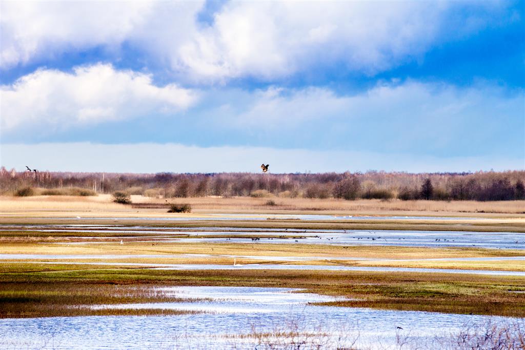 Biebrzański Park Narodowy przypomina o Światowym Dniu Mokradeł