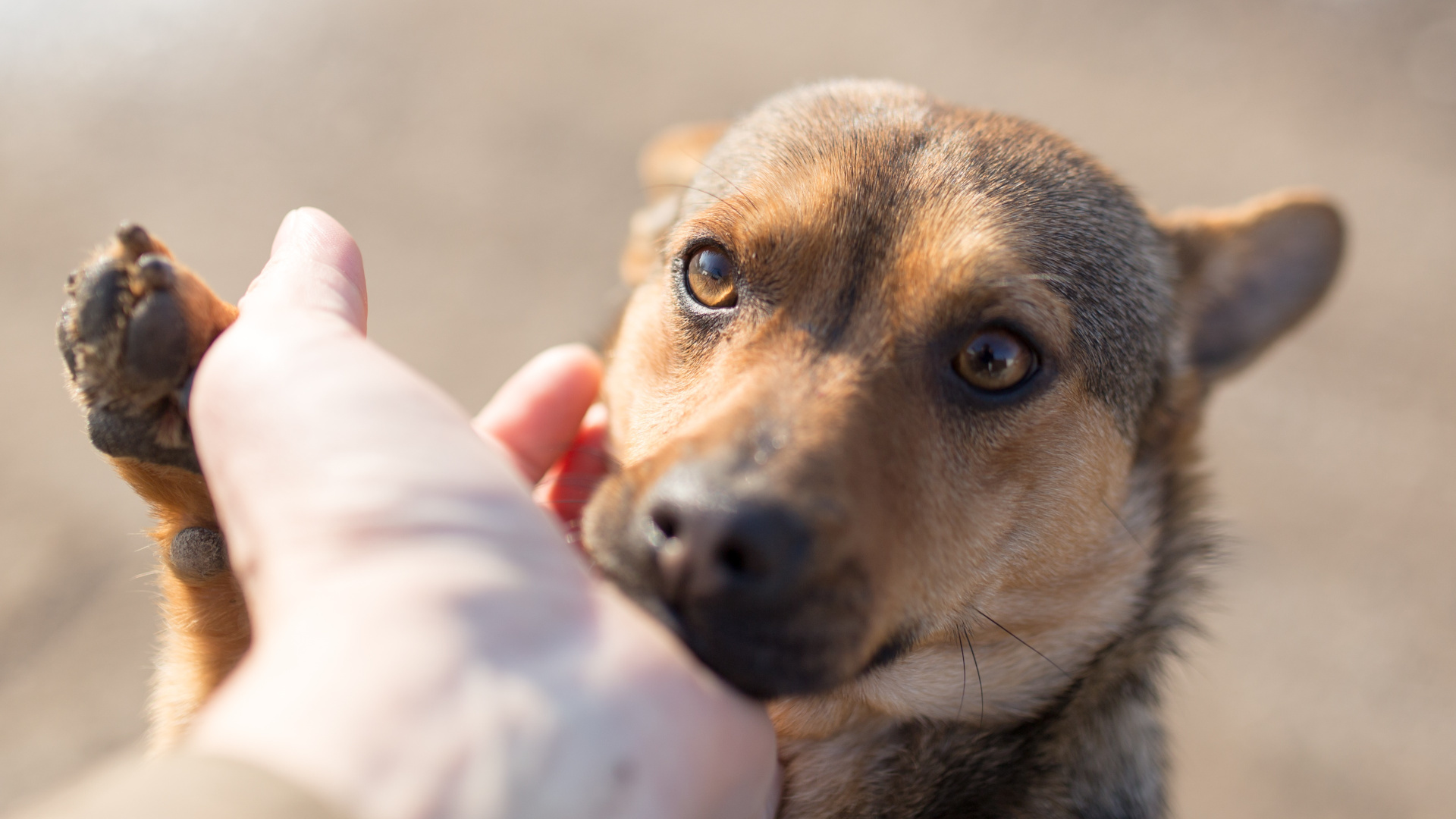 Schronisko Sonieczkowo pod Augustowem prosi o pomoc przy adopcjach psów