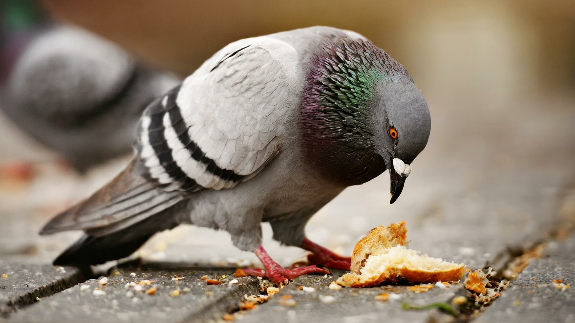 Czy ptakom można dawać pieczywo?