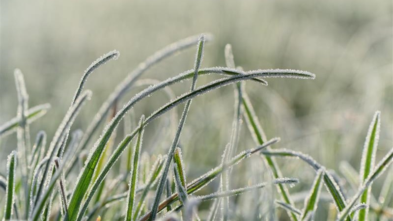 Przymrozki w Podlaskiem - najzimniej było w Biebrzy - przy gruncie -6 stopni Celsjusza