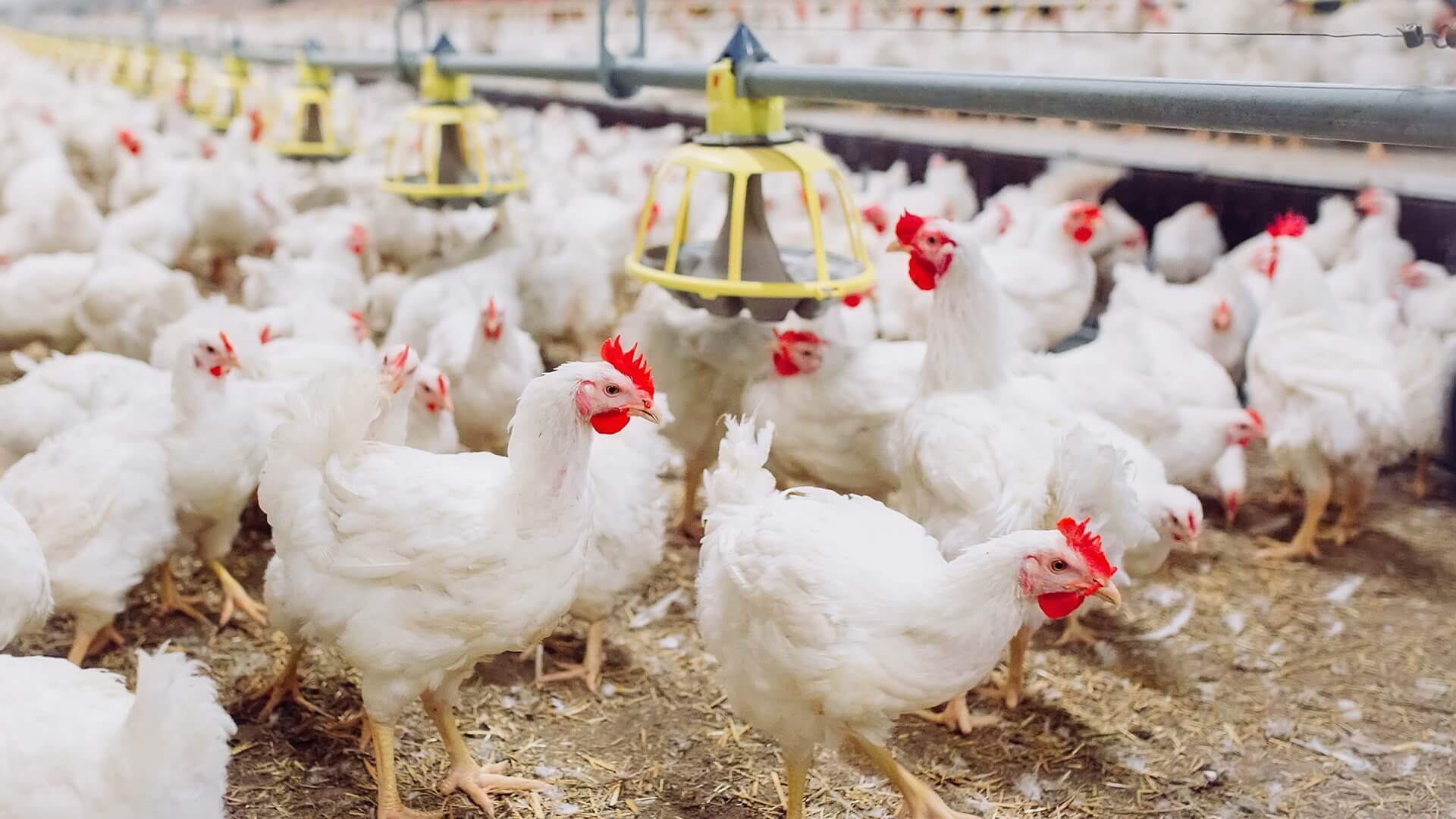 Nowe informacje w sprawie budowy przemysłowych kurników w gminie Nowy Dwór