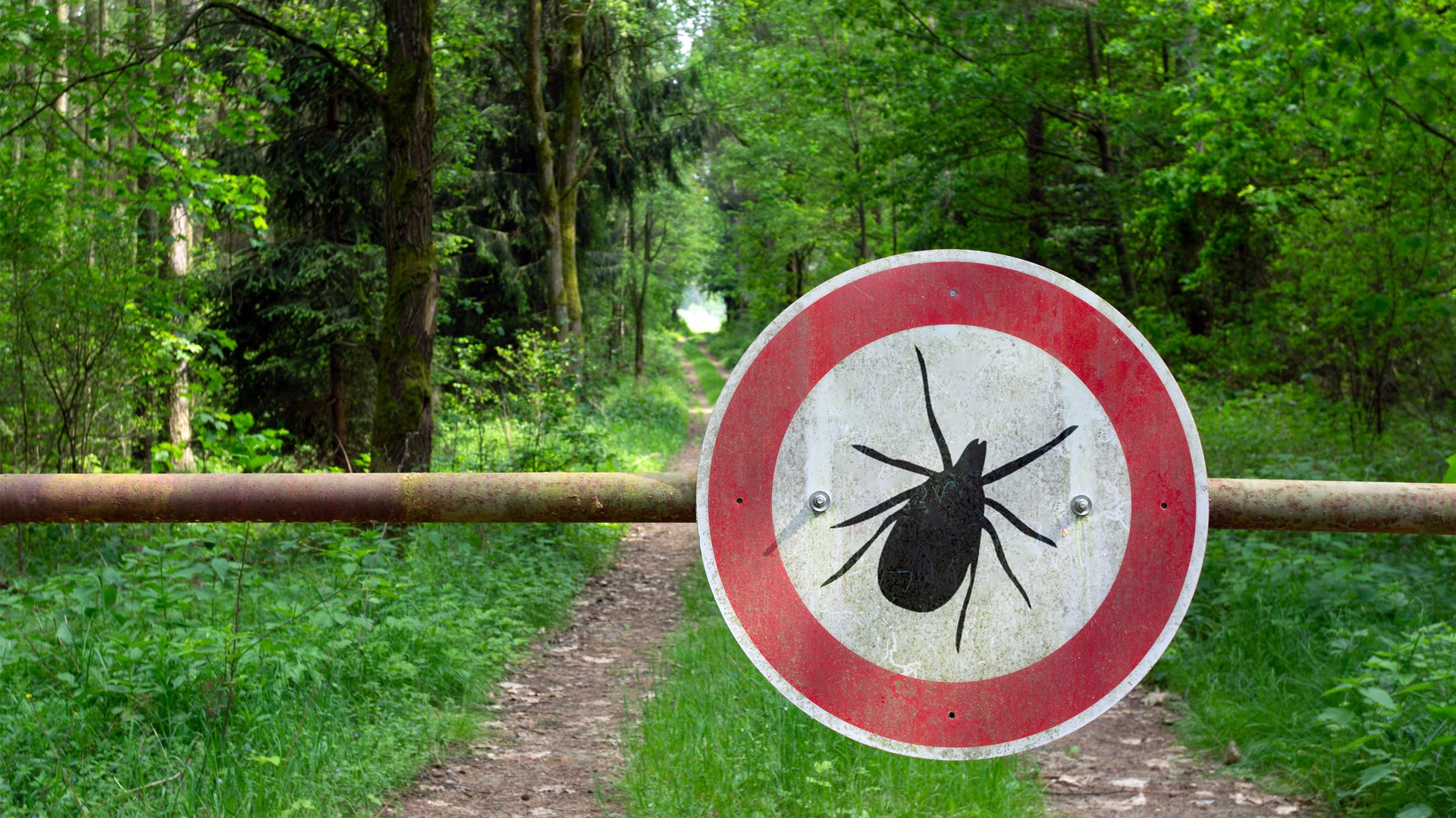 W woj. podlaskim rośnie liczba zachorowań na kleszczowe zapalenie mózgu i boreliozę