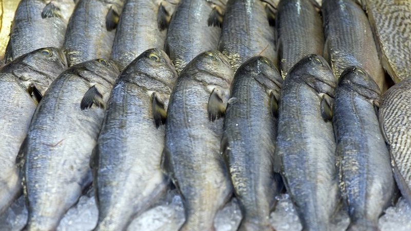 Aktywiści z Wegestok-Viva sprawdzają, czy ryby w białostockich sklepach są sprzedawane zgodnie z przepisami