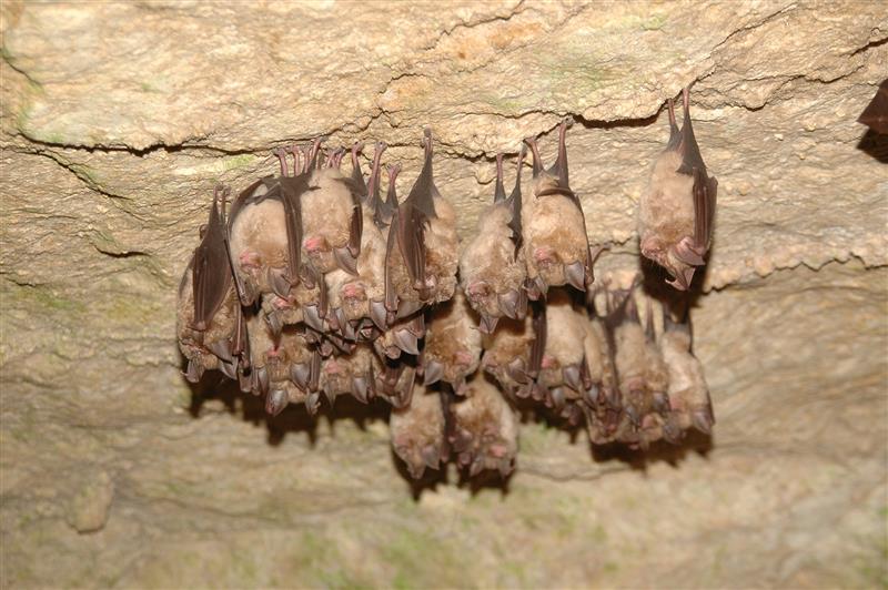 W gminie Piątnica powstanie ośrodek edukacyjny poświęcony nietoperzom