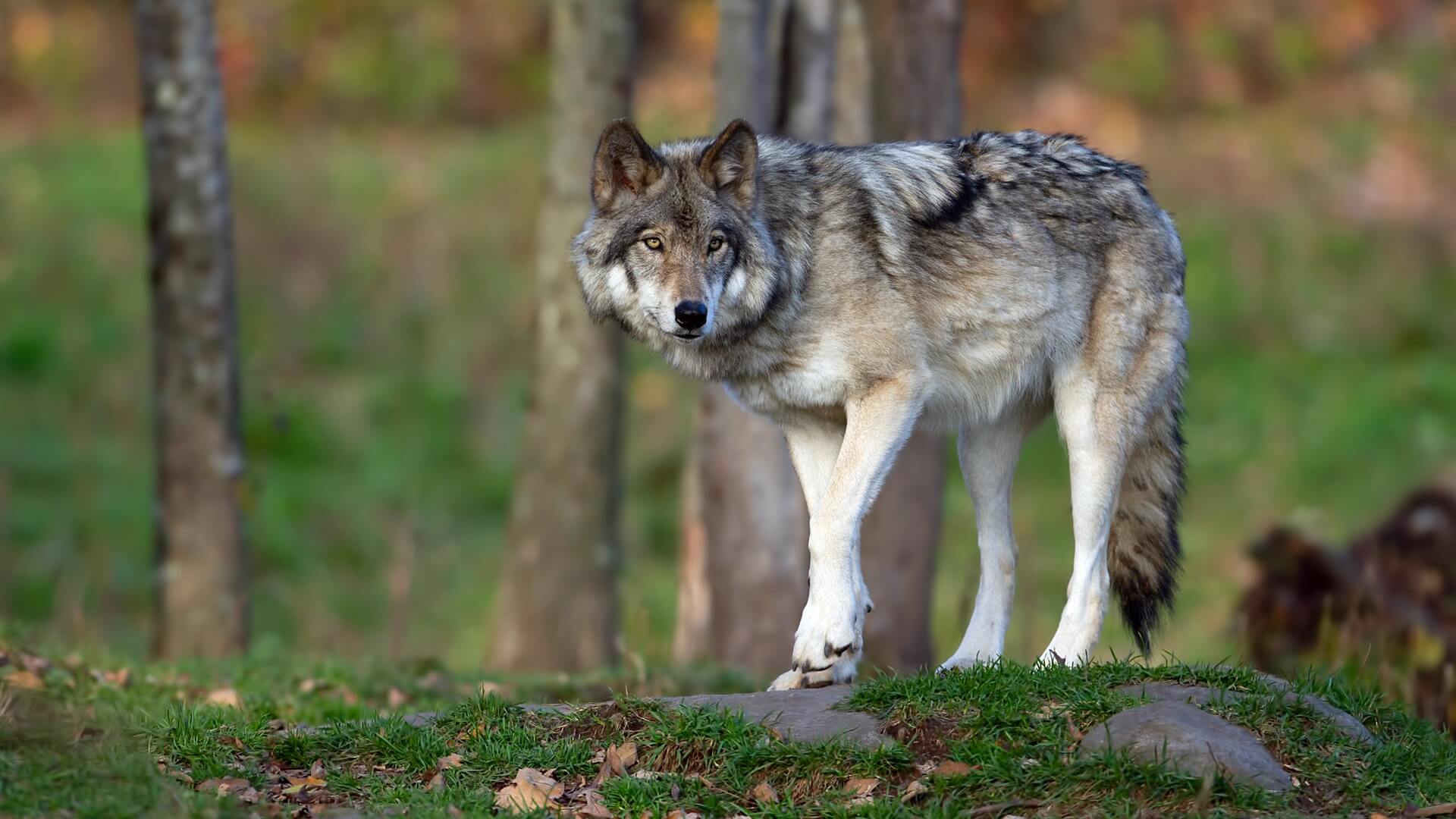 Petardami, pistoletami hukowymi, latarkami - Augustów będzie płoszył wilki