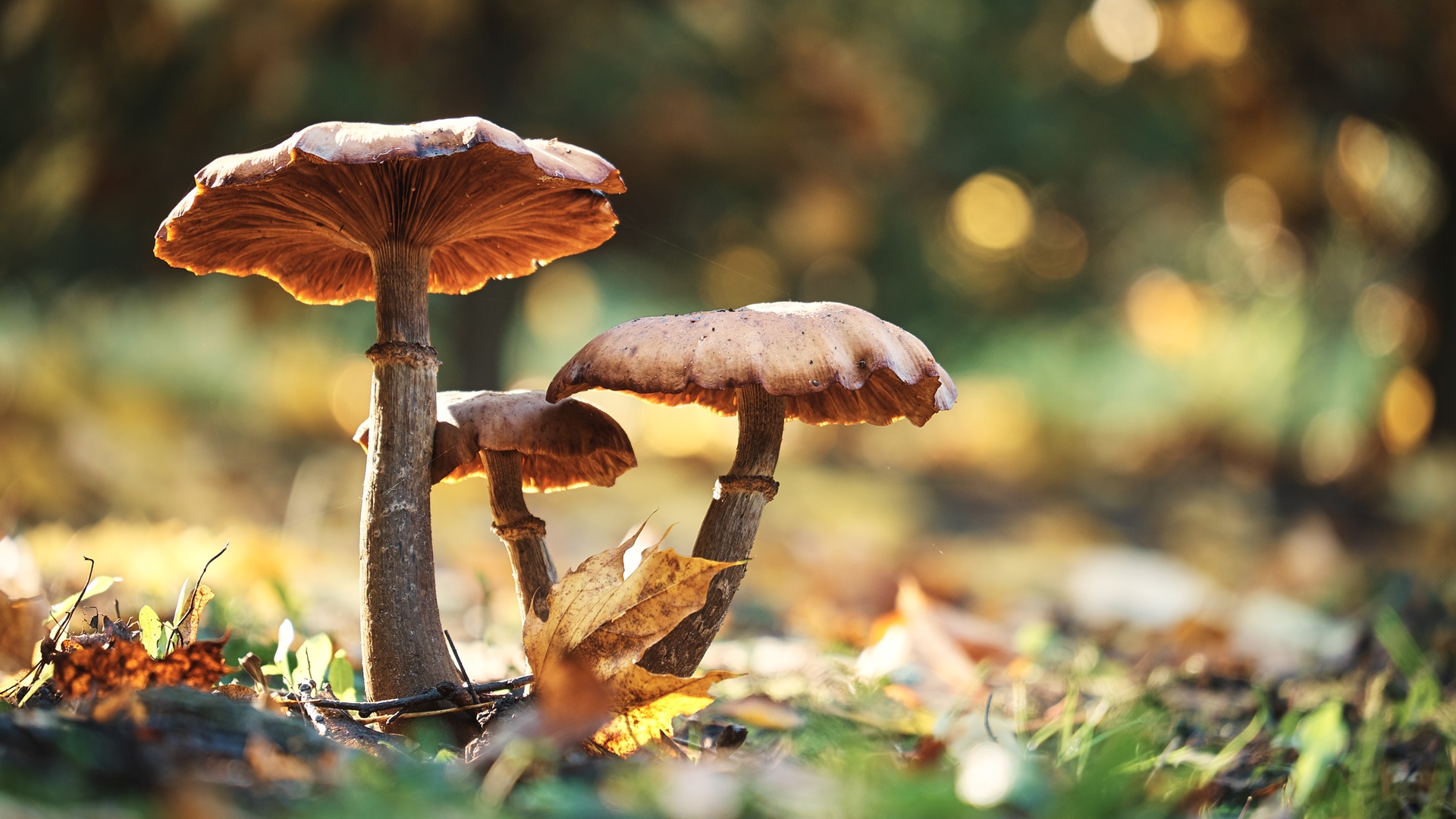 Politechnika Białostocka otrzymała fungarium liczące ponad 11 tys. okazów