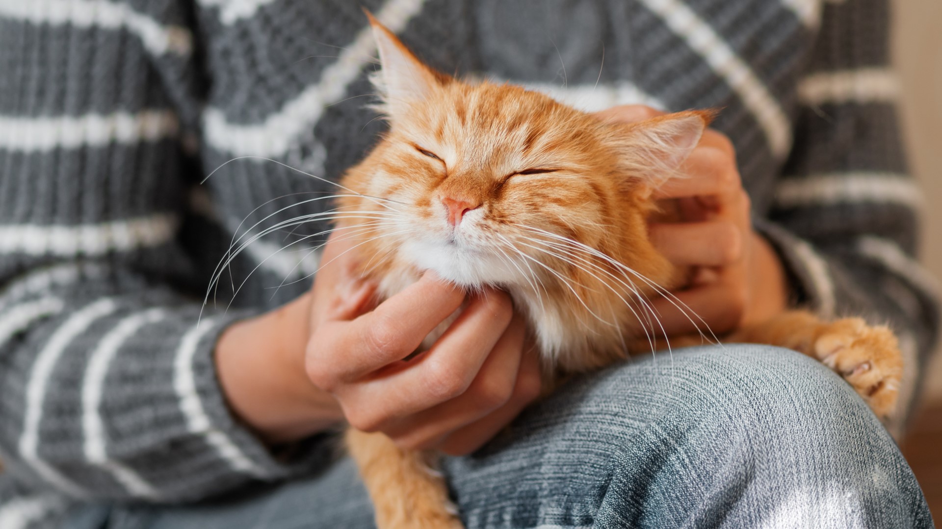 W Białymstoku można zapłacić mniej za sterylizację kotów