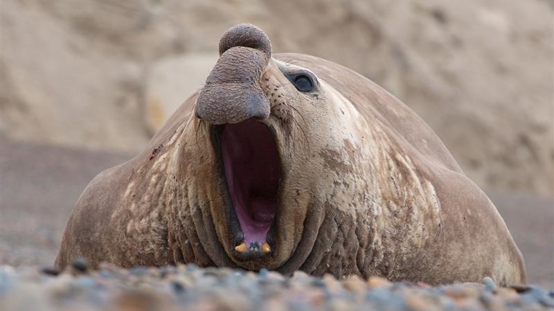 Kultura online - wycieczka do ZOO, domowy koncert i wirtualny Dyskusyjny Klub Filmowy