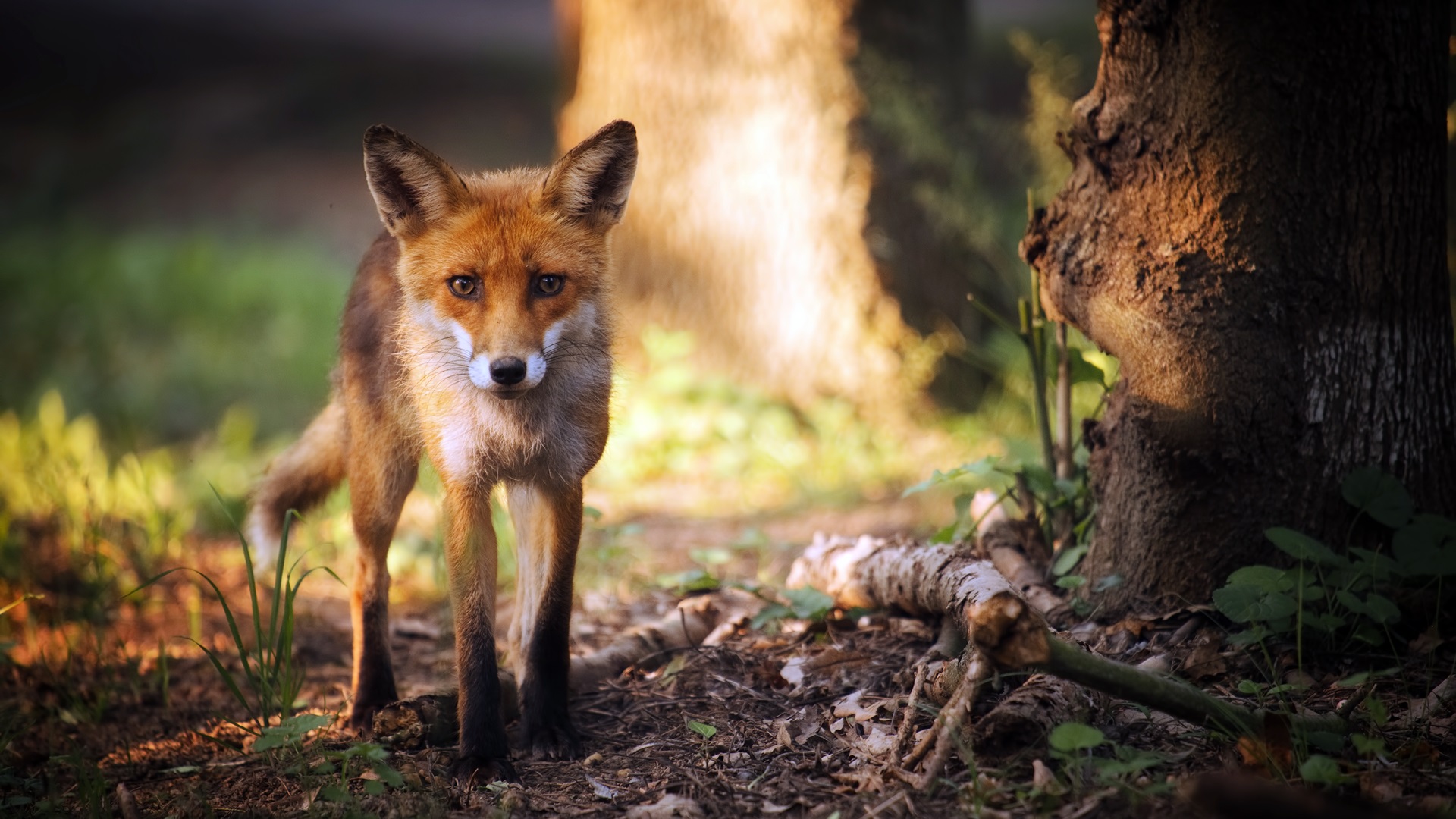 W naszym regionie rusza akcja wiosennego szczepienia lisów przeciwko wściekliźnie