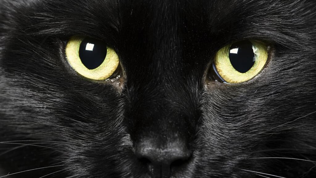 Mieszkańcy bloku przy ul. Wiatrakowej skarżą się na koty w piwnicy