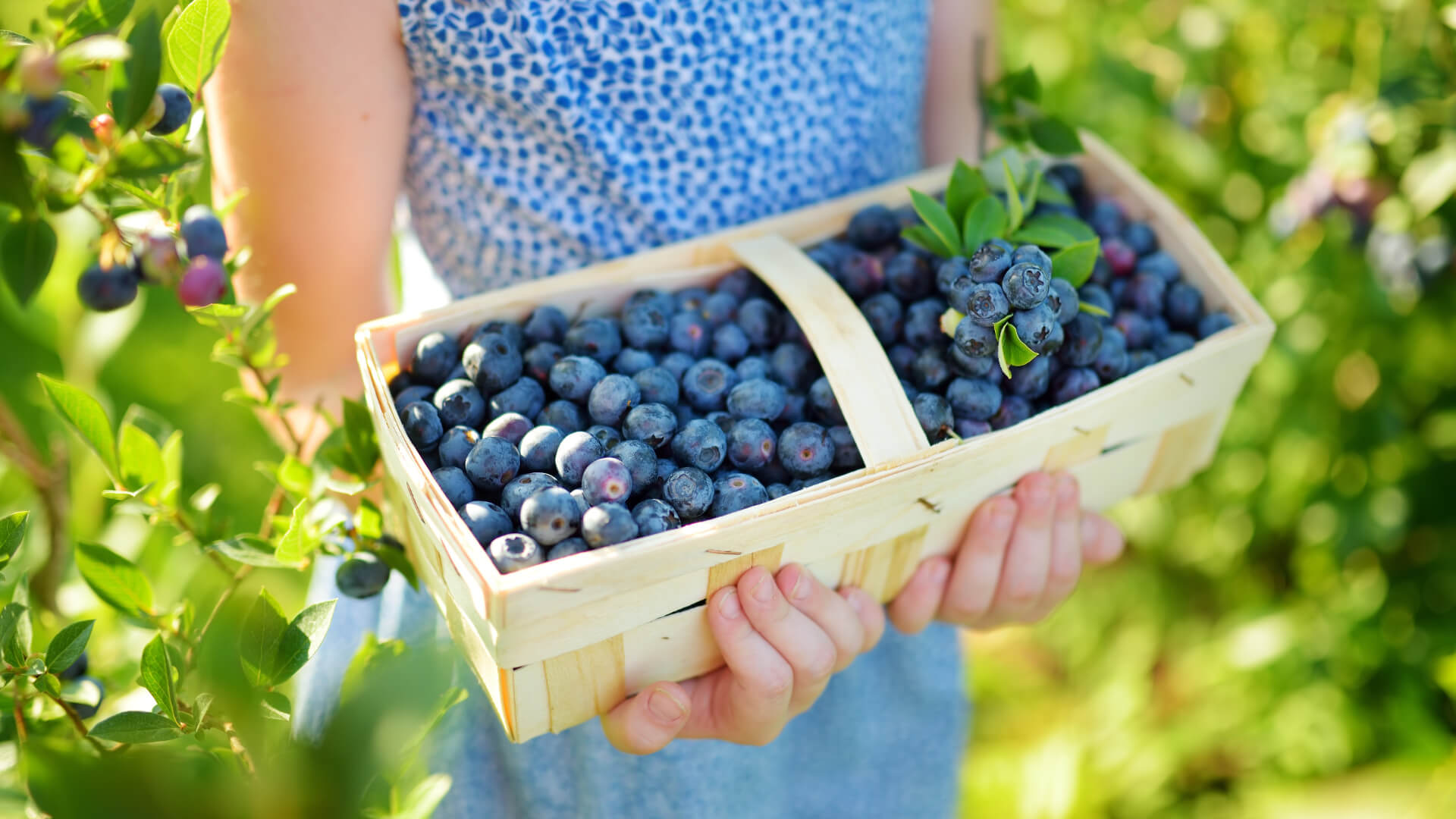 Dzień Polskiej Borówki - pandemia nie zmniejszyła popytu na owoce