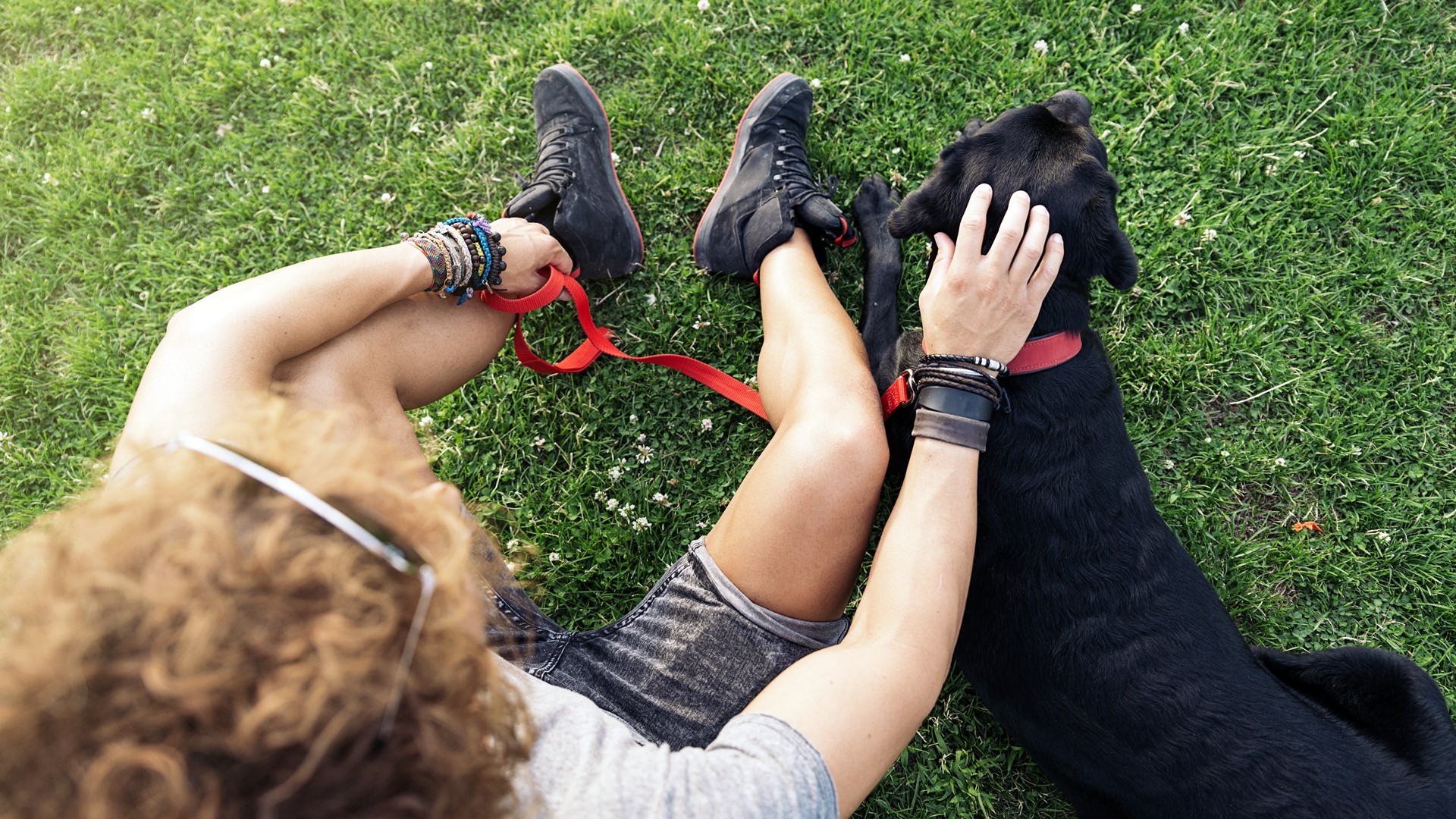 Akcja "Pora na Psiego Seniora" - kilka starszych psów znalazło domy