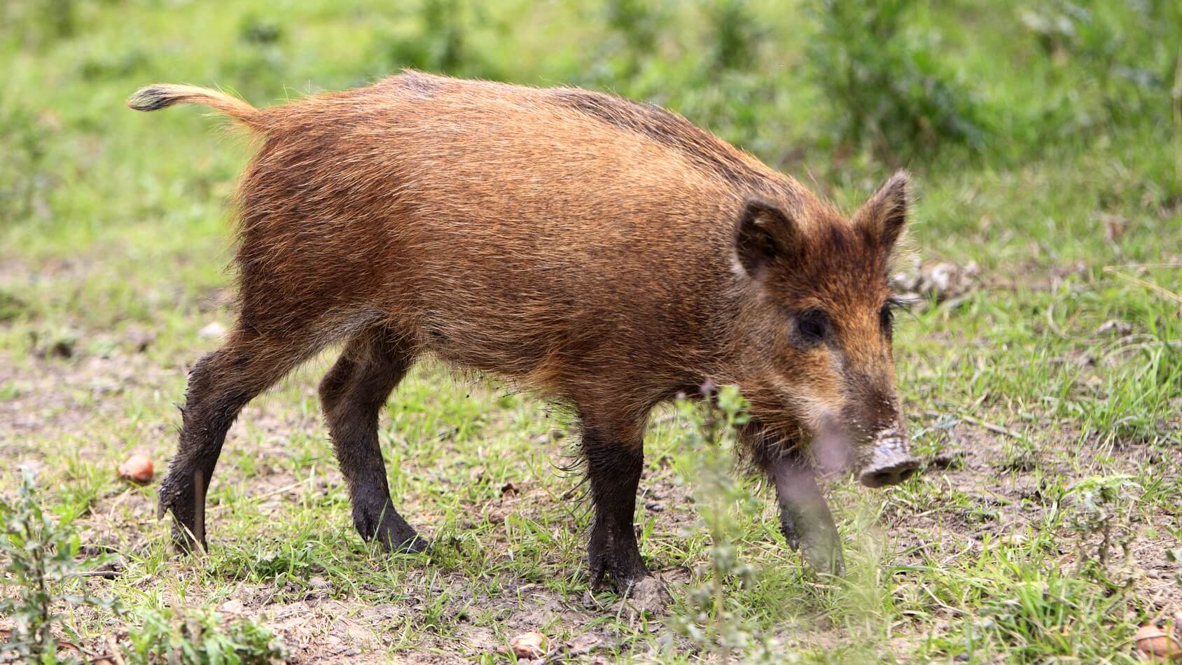 Akcja przyrodników z Biebrzańskiego Parku Narodowego