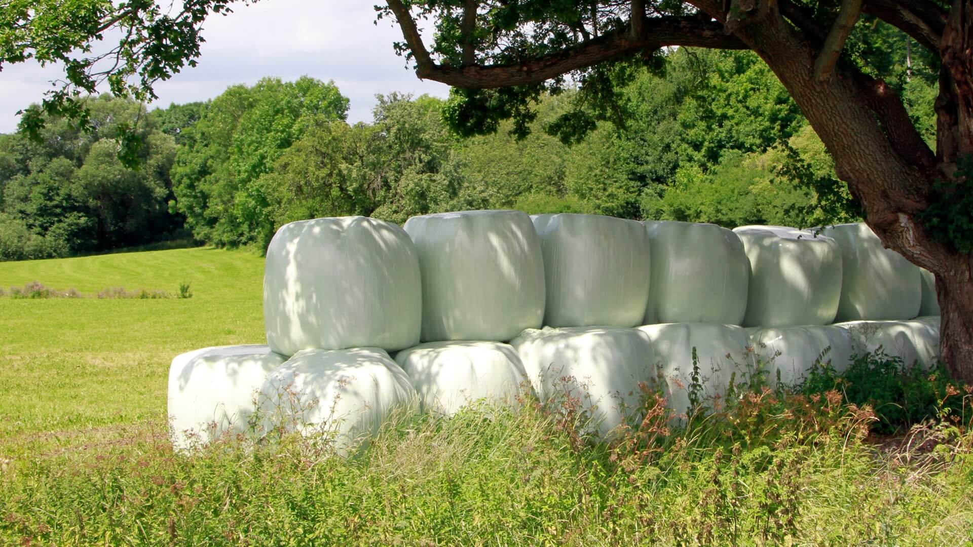 Zapadł wyrok w sprawie oskarżonego o kradzież jednego z bohaterów serialu "Rolnicy. Podlasie"
