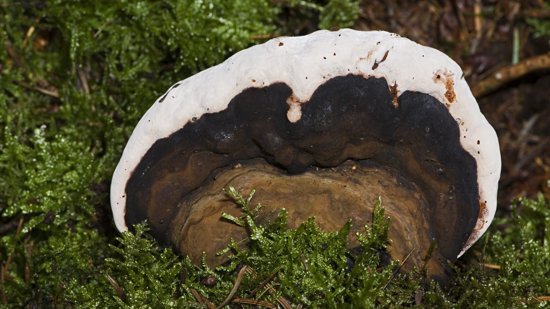 Naukowcy chcą opatentować zastosowanie jednego z grzybów z Puszczy Białowieskiej w walce z rakiem