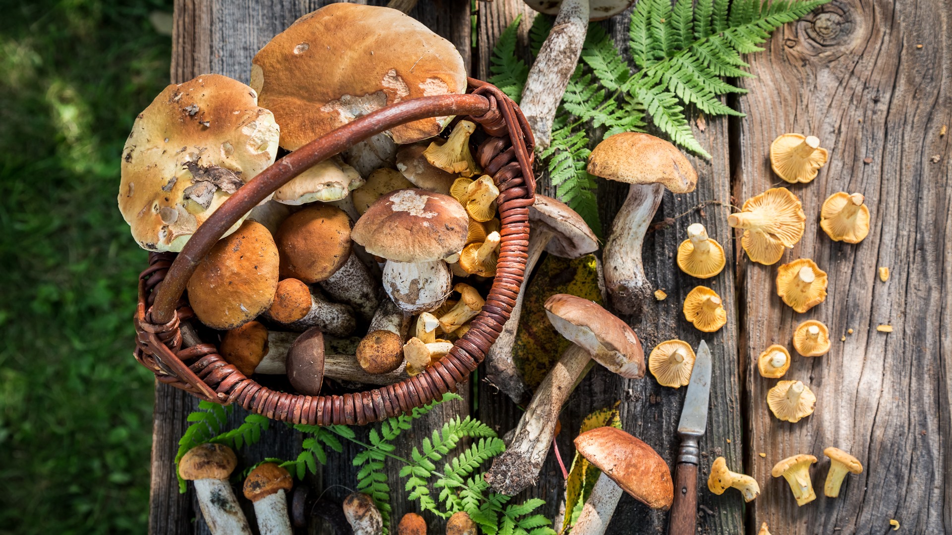 Wysyp grzybów na Suwalszczyźnie