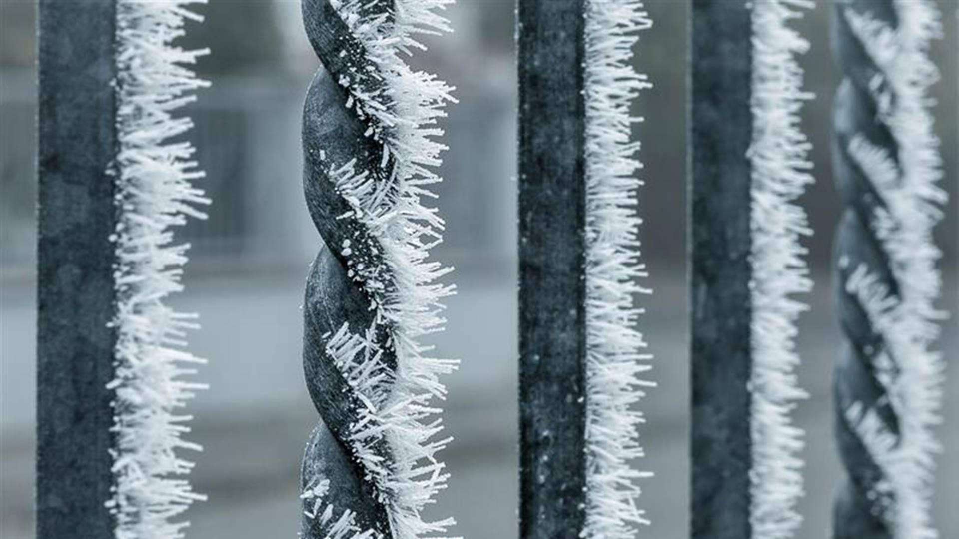 W podbiałostockiej wsi zginął łoś - próbował przeskoczyć ogrodzenie
