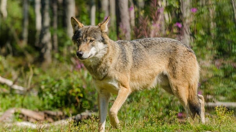 RDOŚ zgodził się na odstraszanie wilków w Augustowie