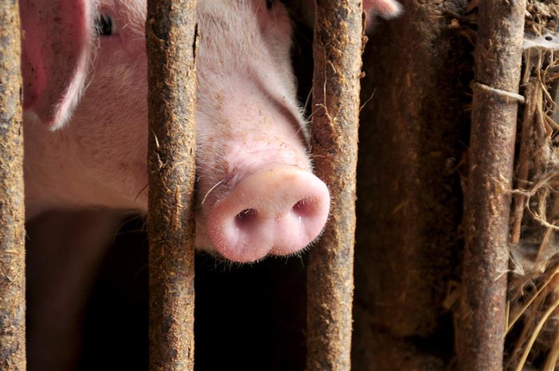 Ponad 80 podlaskich rolników złożyło wnioski o wypłatę rekompensat za rezygnację z hodowli świń