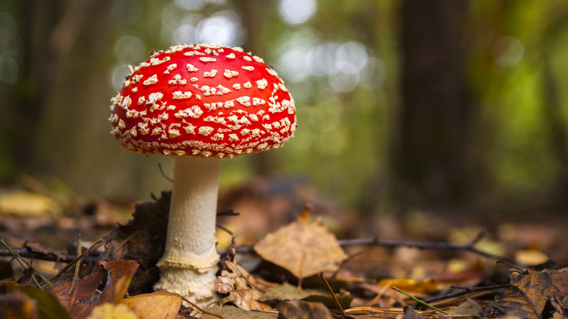 Wysyp grzybów w lasach - eksperci apelują o rozwagę