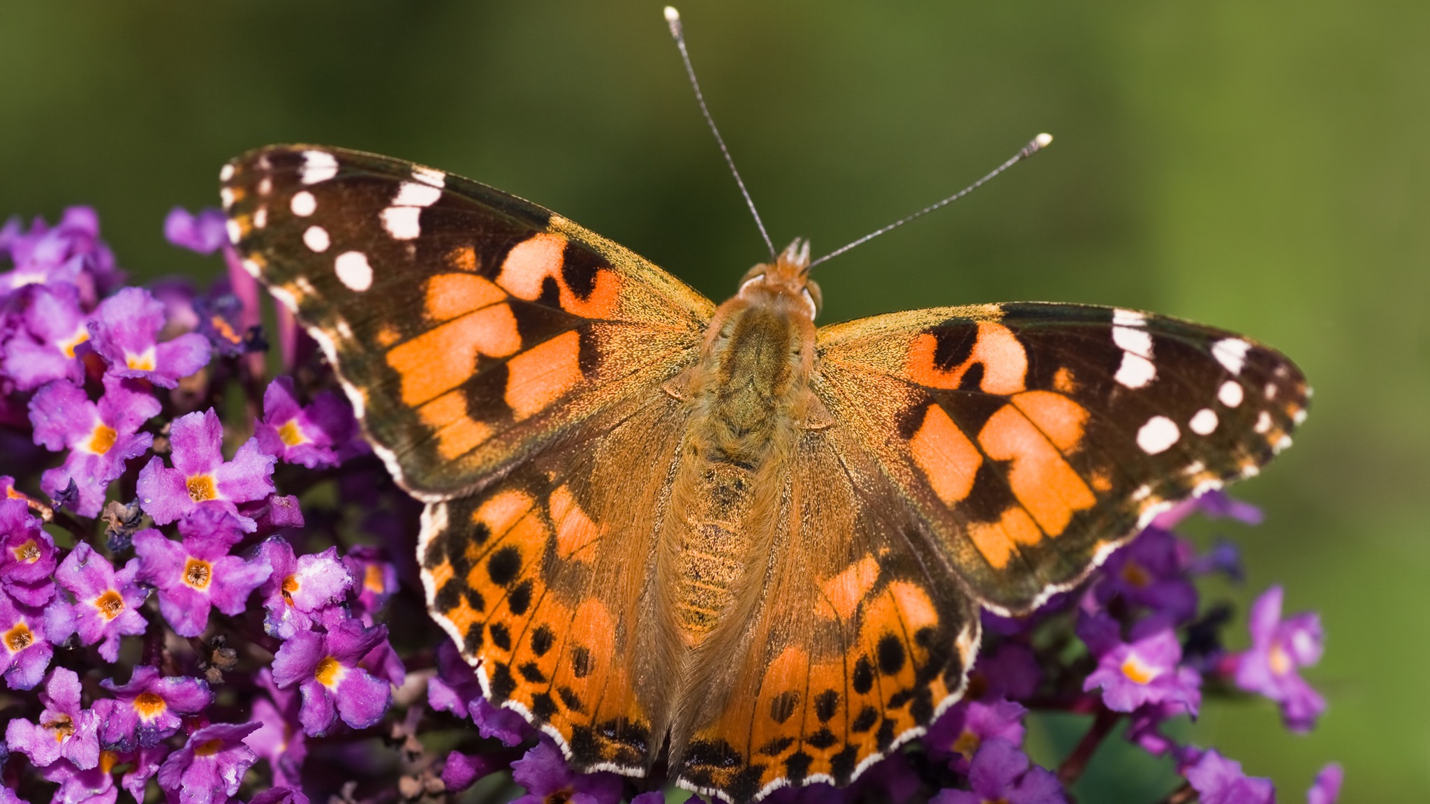Jak bezpiecznie spędzić okres wakacyjny w domu?