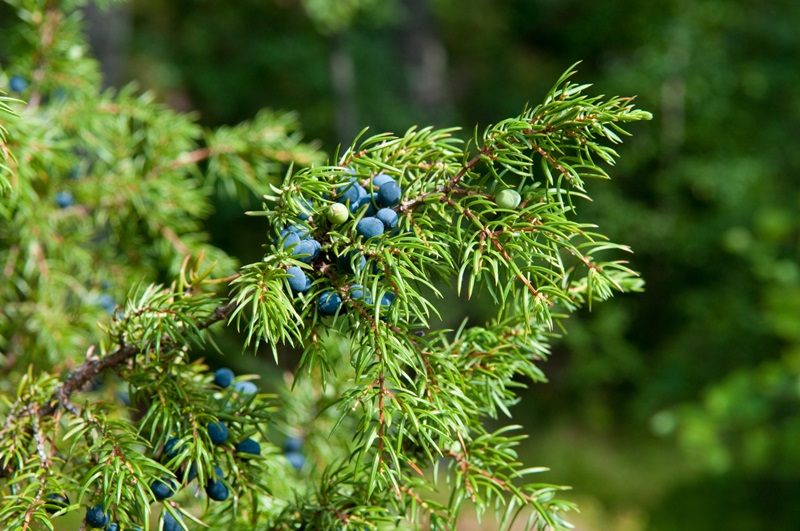 Mieszkańcy protestują przeciwko planom budowy cmentarza w Lesie Turczyńskim