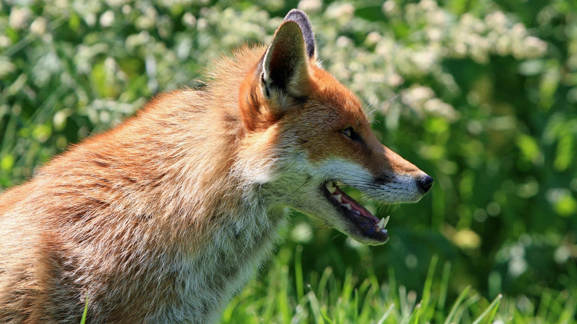 Akcja szczepień dzikich zwierząt. Leśnicy proszą o ostrożność