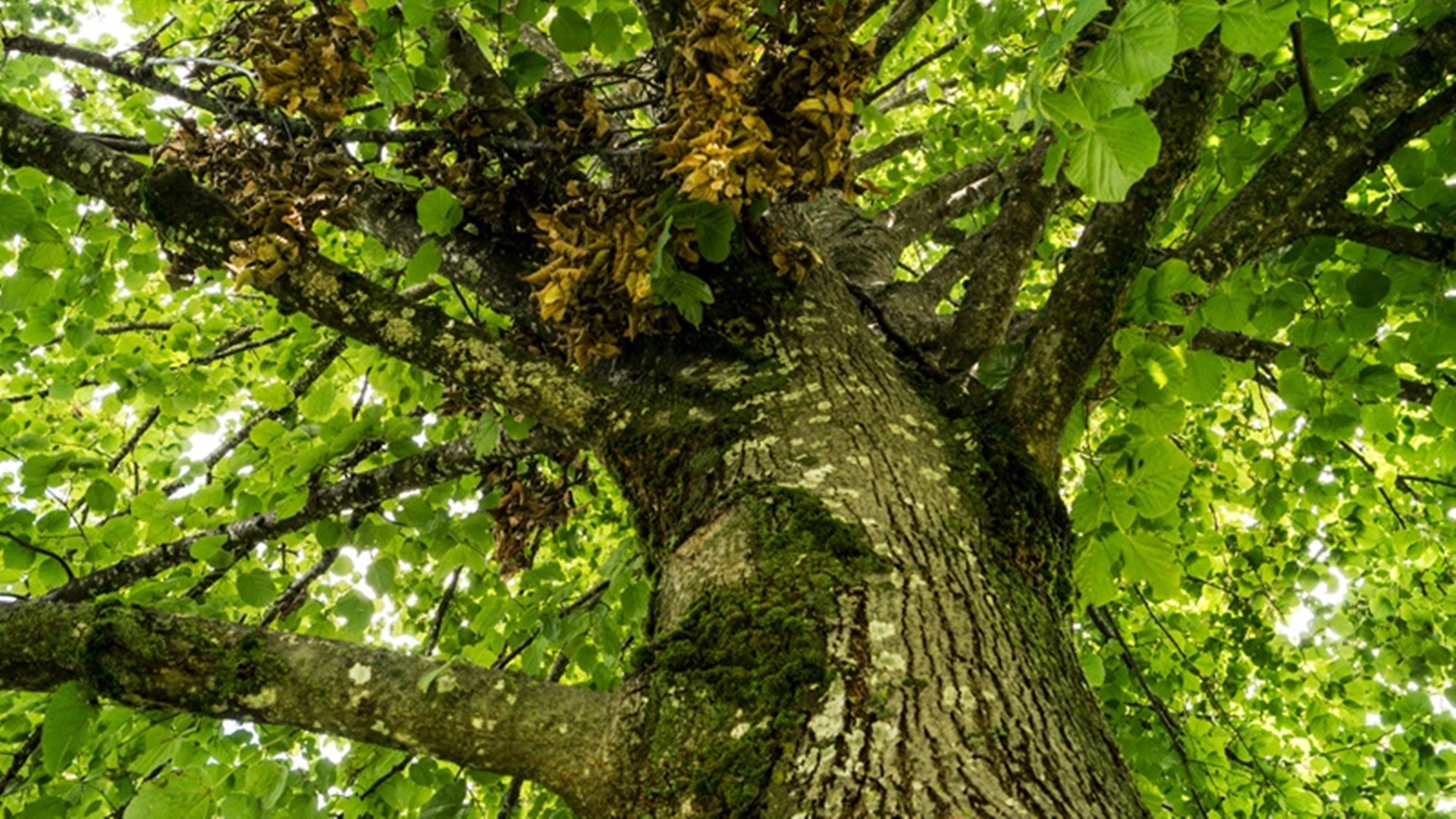 Wycinka drzew na własnej działce - co mówią przepisy?