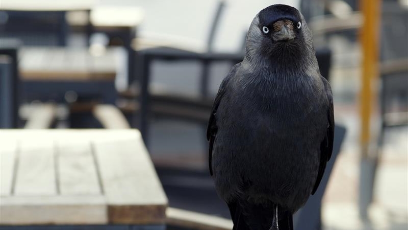 Augustów ma ptasi problem