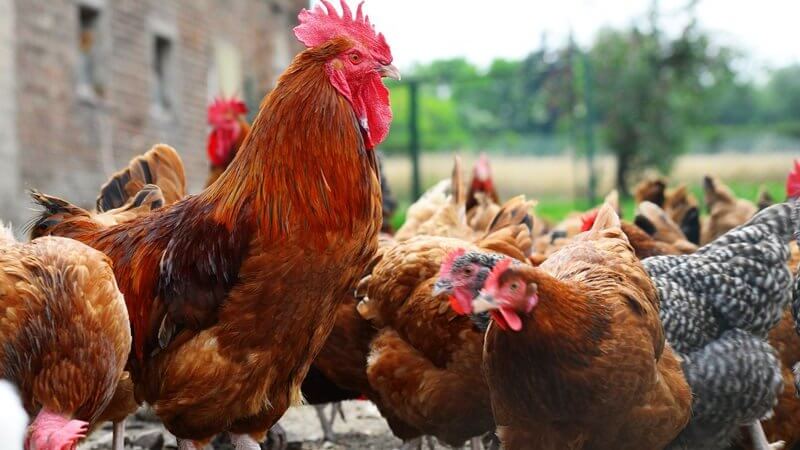 WSA zajmie się sprawą planowanej budowy fermy drobiu koło Zabłudowa