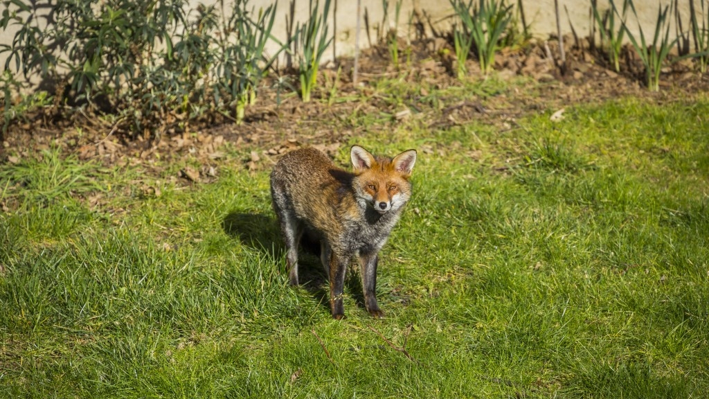 W okolicy białostockiego parku zamieszkała lisia rodzina