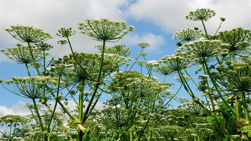 Choć walka z barszczem Sosnowskiego trwa od wielu lat, to z roku na rok jest go na Suwalszczyźnie coraz więcej
