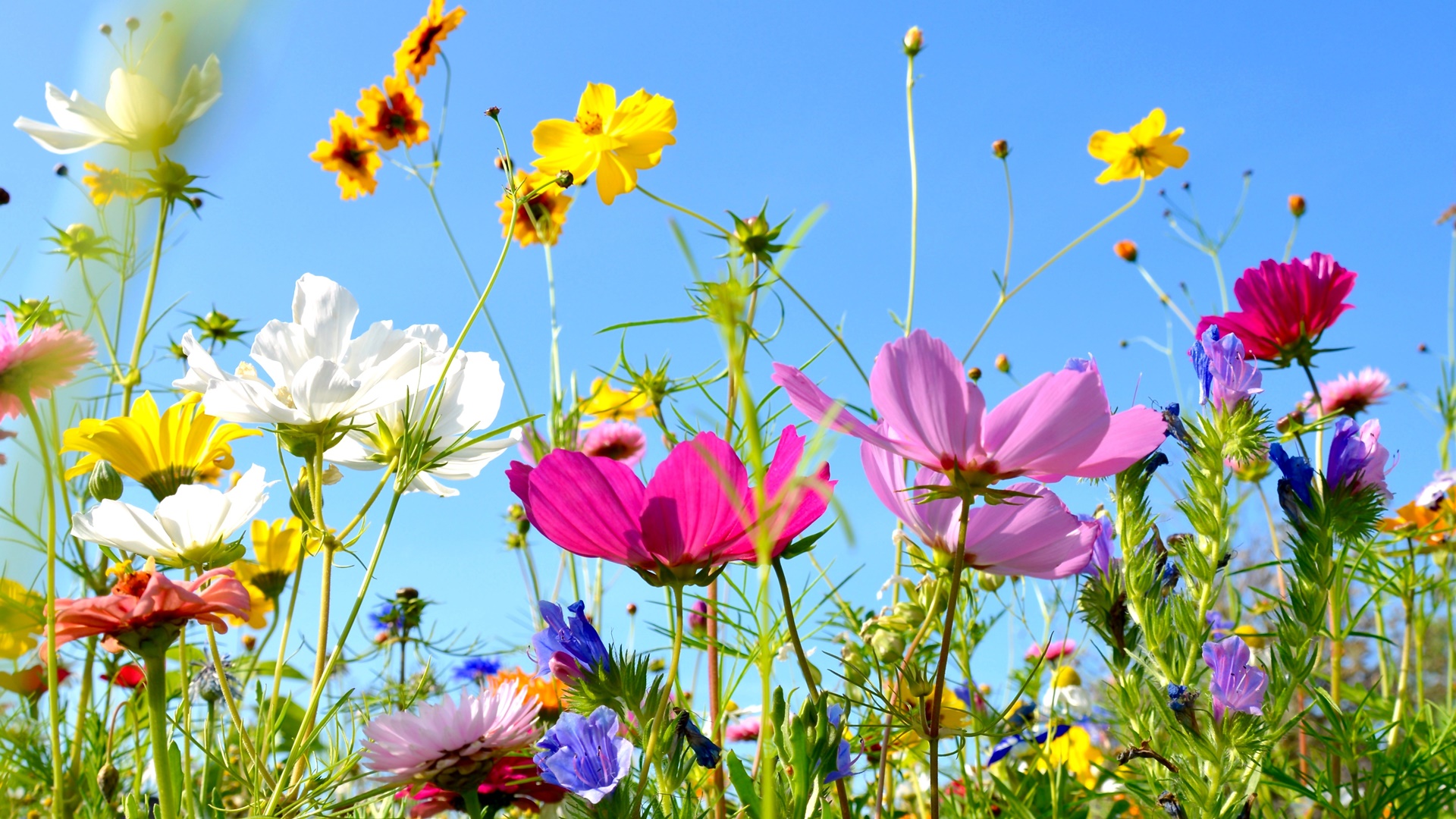 W Białymstoku będzie więcej łąk kwietnych
