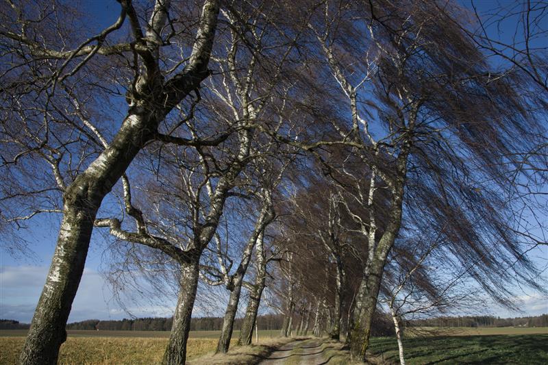 Silny wiatr w Podlaskiem - bez prądu było 1600 gospodarstw
