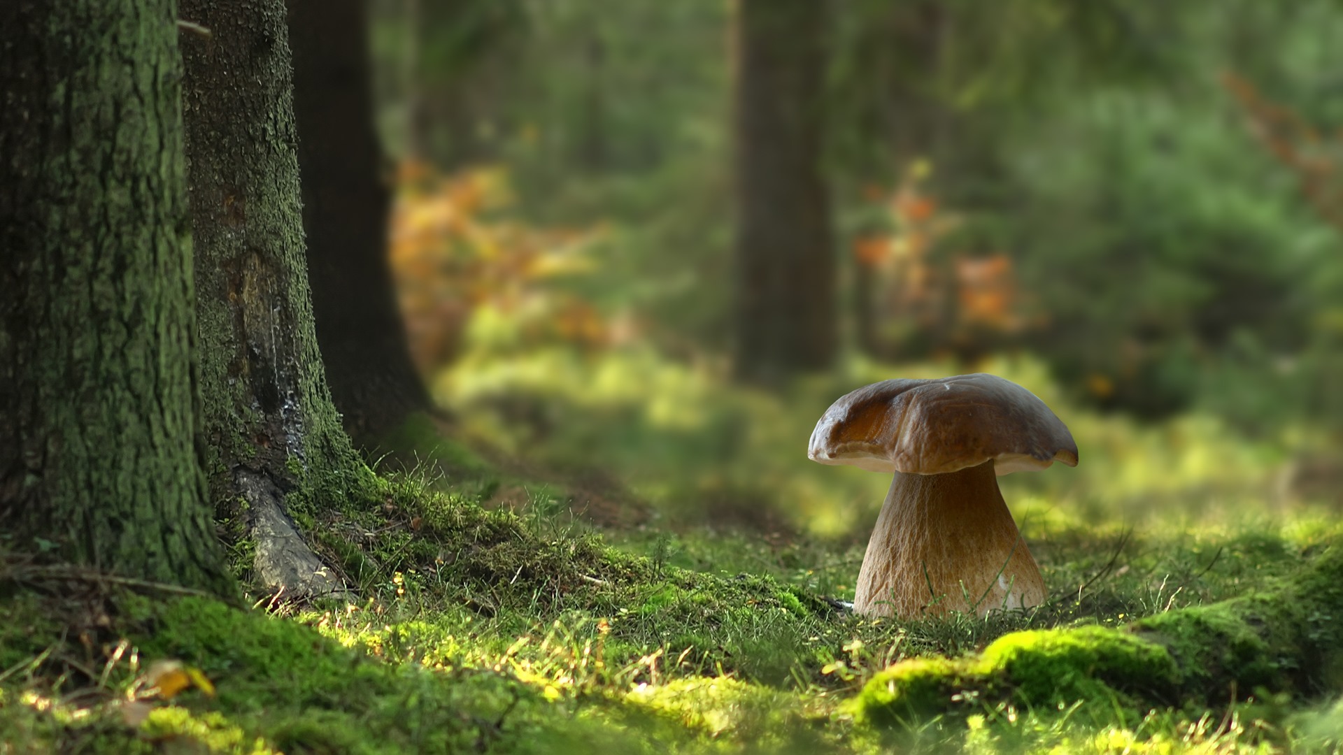 Grzybobranie - sport narodowy