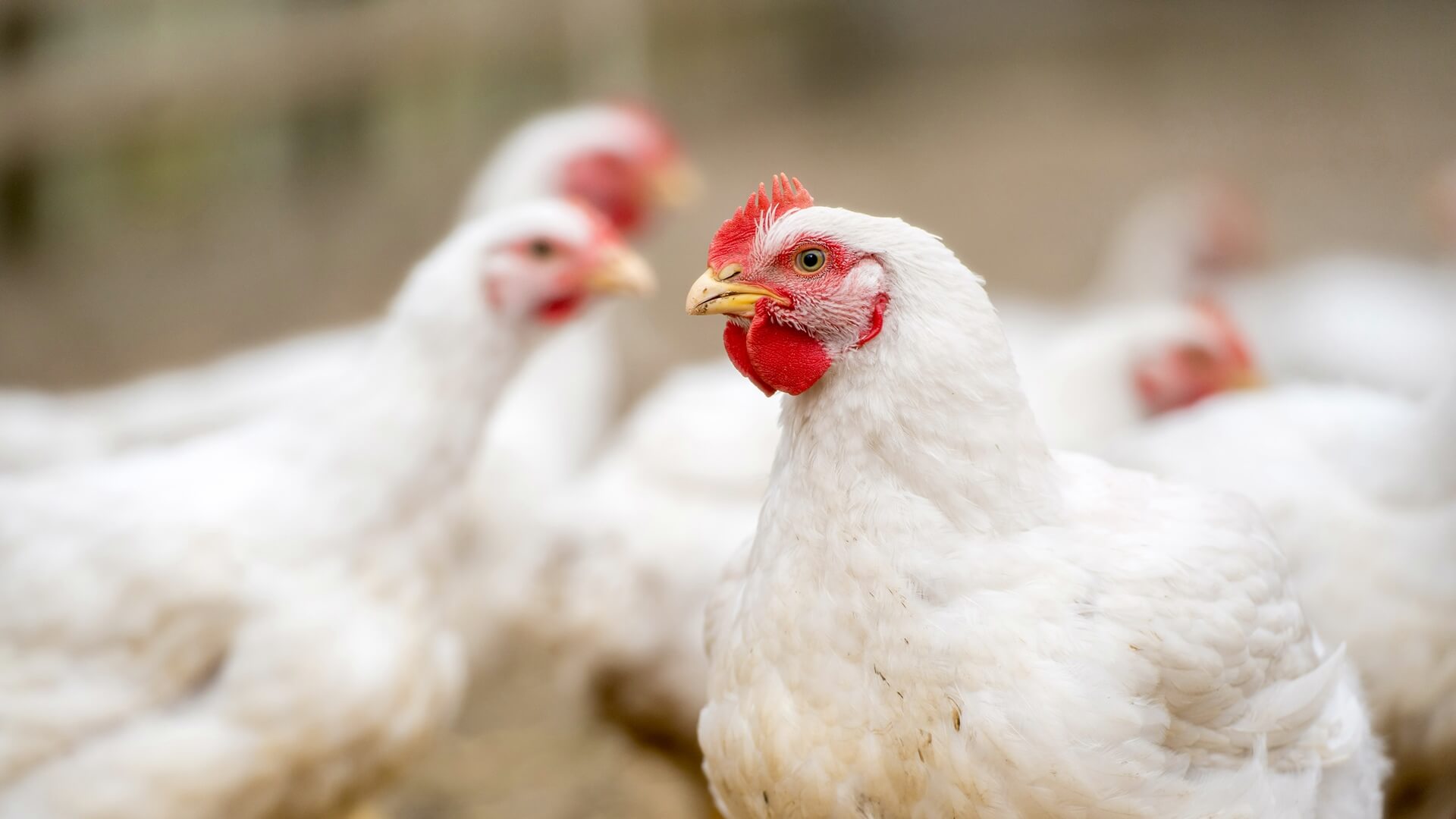 Wojewoda podlaski wydał nakaz szczepień kur i indyków przeciwko rzekomemu pomorowi drobiu