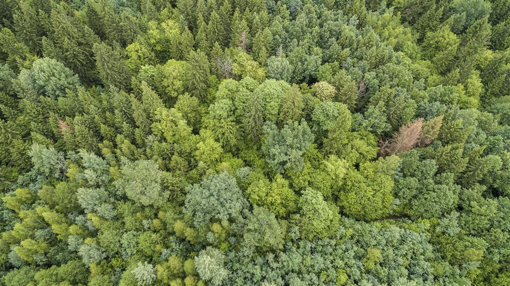 Susza w łomżyńskich lasach - możliwe wprowadzenie zakazu wstępu