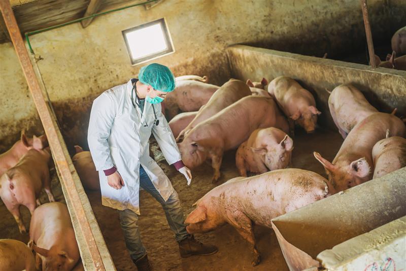 Producenci wieprzowiny ze stref występowania ASF dostaną wsparcie