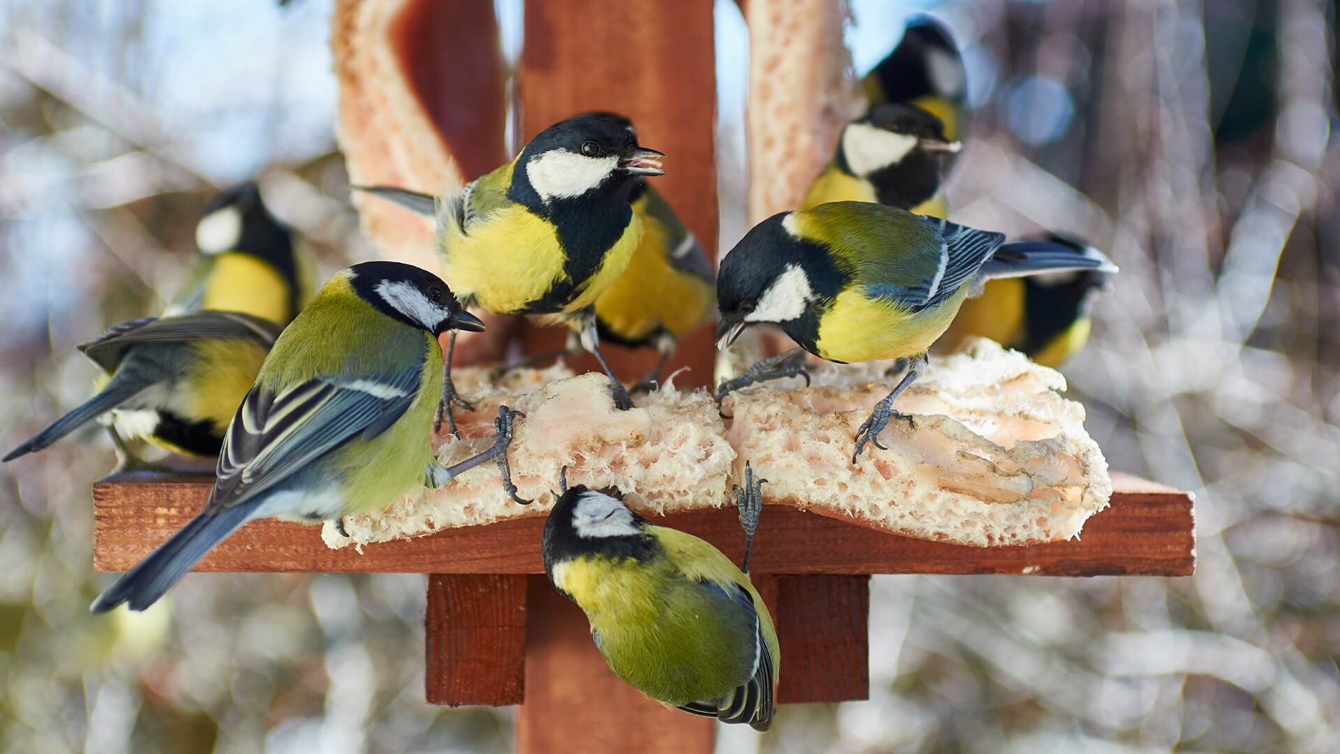 Studenci łapią i liczą zimujące ptaki
