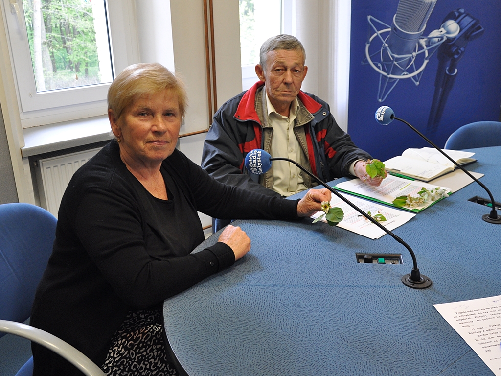 Zmienna aura i zimni ogrodnicy. Co da się jeszcze uratować na działkach?