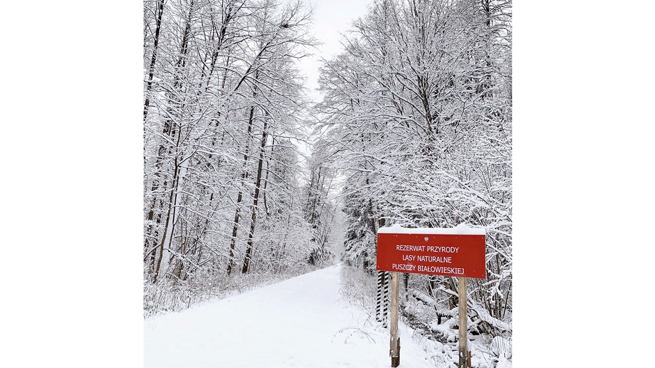 Puszcza Białowieska od innej strony niż zazwyczaj
