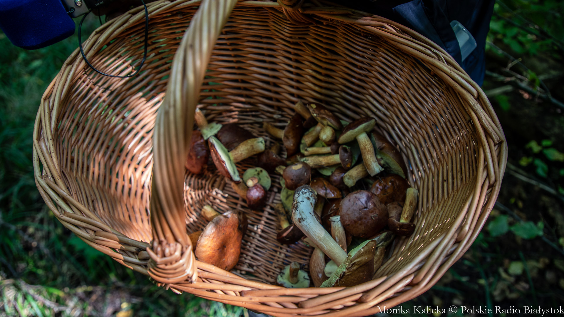 Jak podczas grzybobrania nie zgubić się w lesie?