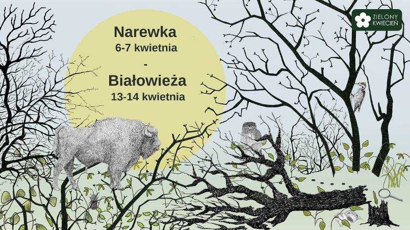 Zielony Kwiecień w Puszczy Białowieskiej