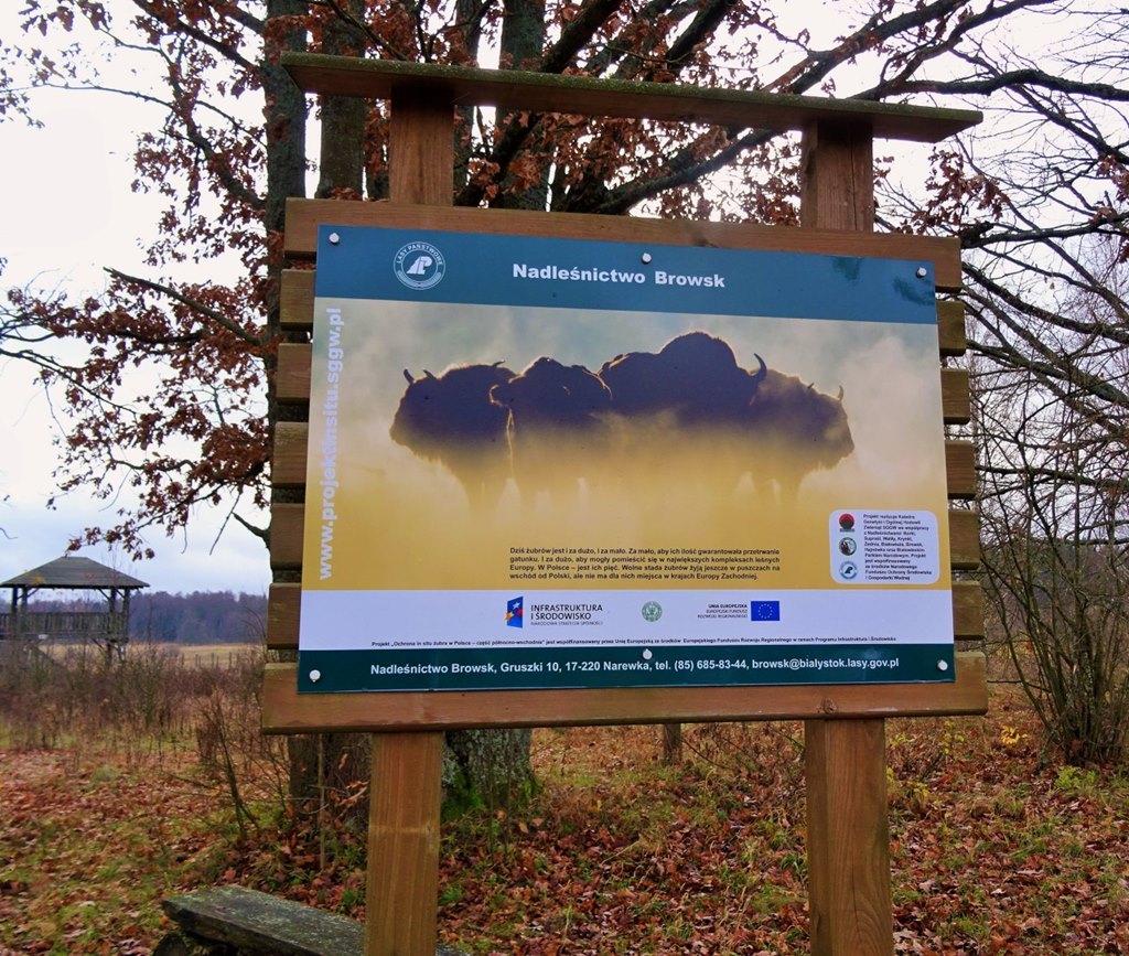 Ścieżka Szlakiem Żubra w Nadleśnictwie Browsk - najkrótsza, ale bardzo ciekawa