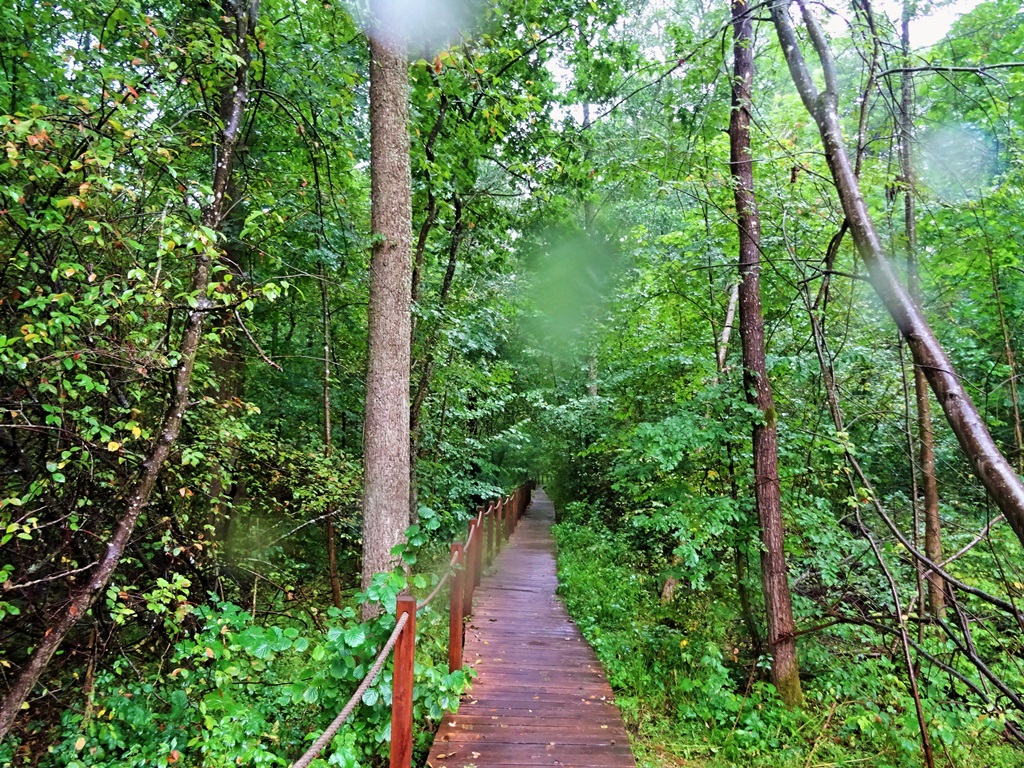 Samorządowcy z okolic Puszczy Białowieskiej chcą swojej reprezentacji w Zespole ds. ochrony Puszczy